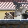 Rund 2000 Schweine hat ein Landwirt in seinem Stall bei Osthausen über Monate hinweg qualvoll verenden lassen. Jetzt hat die Staatsanwaltschaft dazu erneut die Ermittlungen aufgenommen.