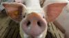Symbolfoto: Ein Mastschwein steht in einem Mastbetrieb im Stall.
