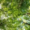 Die stabilen Laubwald- und Mischwaldbestände sorgten dafür, dass der Gemeindeforst einen ansehnlichen Gewinn erwirtschaften konnte.