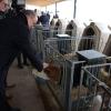 Streicheleinheiten für das Kälbchen: Bischof Dr. Franz Jung beim Besuch auf dem Milchbetrieb der Brüder Scheiner. Streicheleinheiten für das Kälbchen: Bischof Dr. Franz Jung beim Besuch auf dem Milchbetrieb der Brüder Scheiner.