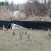 Warum bewachen die Nilgänse die Zäune um die Maradies-Seen?