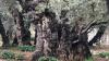 Uralte Olivenbäume stehen im Garten Gethsemane. Uralte Olivenbäume stehen im Garten Gethsemane.
