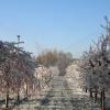 Bis in den frühen Vormittag hinein werden die Obstbäume zum Schutz vor Frost beregnet. Bis in den frühen Vormittag hinein werden die Obstbäume zum Schutz vor Frost beregnet.