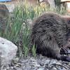 Für den Biber anscheinend ein gemütliches Plätzchen: Der Gartenteich der Familie Rottmann in Grafenrheinfeld.