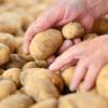 Hände greifen beim Erntebeginn nach Kartoffeln und suchen nach möglichen Makeln der Feldfrüchte.