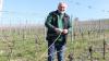 Mit Herzblut bei der Arbeit: Winzermeister und Betriebshelfer Wolfgang Borst beim Niederbiegen der Fruchtruten.