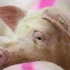 400 Schweine verendeten in einem Stall im Landkreis Kitzingen - hier ein Symbolbild. Jetzt wurde ein Ermittlungsverfahren gegen den Landwirt eingeleitet.