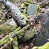 Grabsteine fanden sich im Wald bei Gräfendorf (Lkr. Main-Spessart).