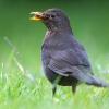 Klar geregelt: Das Amselweibchen sammelt in einem Garten Baumaterial fürs Nest, brütet die Eier aus. Und das Männchen singt! 