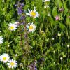 Kreisbäuerin Maria Hoßmann ruft zur insektenfreundlichen Gestaltung von Balkonen und Gärten auf.