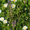 Kreisbäuerin Martina Wild ruft zur insektenfreundlichen Gestaltung von Balkonen und Gärten auf.
