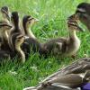 Eine Entenfamilie.