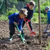 Alle packen mit an: Eine Kleingruppe aus der Notbetreuung des kommunalen Kindergartens Oberelsbach startet mit großem Eifer das Kartoffelprojekt.