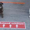 Abstand halten ist nie verkehrt, auch bei Vierbeinern: Amy und Angelo, die tierheimeigenen Möpse, machen vor, wie´s geht.