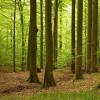 Waldbaden