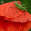 Das Heupferd besucht die Mohnblüten, vielleicht um sich vor dem Regen zu schützen.