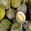 Symbolbild: Durian-Frucht