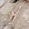 Im Chorraum wurden Grabstätten mit Skeletten gefunden. Im Chorraum wurden Grabstätten mit Skeletten gefunden.