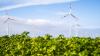 Windräder stehen auf einem Feld. Wind und Sonne haben die Erzeugung von Ökostrom in Deutschland auf einen Halbjahresrekord getrieben. 