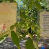 Gemeinsam gestalteten die Kinder der Johanniter-Kita Erdenstern den "Baum der Kinderechte.