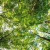 Pflanzen leisten einen großen Beitrag zur Bindung von CO2. Doch um den zusätzlichen Ausstoß durch die Verbrennung fossiler Brennstoffe aufzufangen, müsste ihre Leistung noch viel effizienter sein. Genau dies ist Thema eines Forschungsprojekts an der Universität Würzburg.
