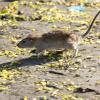 Wo Menschen leben, fühlen sich auch Ratten wohl (hier ein Symbolbild aus dem Archiv). Hinweise auf eine aktuelle Plage können die Rathäuser aber nicht bestätigen. 