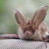 Das "Graue Langohr" gehört zu den in Bayern heimischen Fledermausarten. Steigerwald-Batman Anton Bäuerlein ist ein Experte auf dem Gebiet. Das "Graue Langohr" gehört zu den in Bayern heimischen Fledermausarten. Steigerwald-Batman Anton Bäuerlein ist ein Experte auf dem Gebiet.