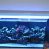 Dominikus Bönsch ist schon von seiner Kindheit an begeisterter Aquarianer. Der ärztliche Direktor des Bezirkskrankenhauses Lohr hat in seiner Wohnung mehrere Aquarien.