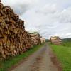 Fernab von gefährdeten Fichtenbeständen lagert das Käferholz aus dem Oberelsbacher Wald am Zick-Zack-Küppel und wartet darauf, während der momentan angespannten Holzmarktlage verkauft zu werden. Fernab von gefährdeten Fichtenbeständen lagert das Käferholz aus dem Oberelsbacher Wald am Zick-Zack-Küppel und wartet darauf, während der momentan angespannten Holzmarktlage verkauft zu werden.