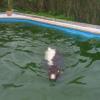 Eine junge Kuh ist am Samstag in einem Garten in Schlitzenhausen in einen Swimmingpool gefallen.  Bis Hilfe kam, schwamm das Kälbchen um sein Leben.