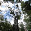 Die Buchen im Steigerwald leiden enorm unter der Trockenheit der vergangenen Jahre, der Bestand ist gefährdet.