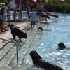 Das Hundeschwimmen im Waldbad in Lengfurt kommt bei den Besuchern gut an.