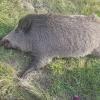 Trotz hoher Population ist das Schwarzwild an den Wildunfällen nur zu fünf Prozent beteiligt. Die Gefahr ist jedoch enorm, wenn ein 140 Kilogramm schweres Tier (wie hier bei Bad Königshofen) erfasst wird. Trotz hoher Population ist das Schwarzwild an den Wildunfällen nur zu fünf Prozent beteiligt. Die Gefahr ist jedoch enorm, wenn ein 140 Kilogramm schweres Tier (wie hier bei Bad Königshofen) erfasst wird.