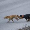 Tiere auf der Flucht vor Hund und Mensch achten nicht auf Autos. Tiere auf der Flucht vor Hund und Mensch achten nicht auf Autos.
