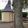 Ein alter Baum mit einem dicken Stamm. Die Rotbuche ist krank und muss umgehend gefällt werden. Ein alter Baum mit einem dicken Stamm. Die Rotbuche ist krank und muss umgehend gefällt werden.