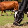 Zum Stichtag 3. November 2019 wurden von den Landwirten noch 8939 Tiere gehalten, davon sind 1185 Milchkühe (Symbolbild Rinder).