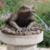 Der Krötenbrunnen steht im Mittelpunkt einer Altstadtführung am 10. Oktober.