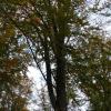 Dieser Biotopbaum ist nicht mehr verwertbar, bietet aber Spechten und vielen anderen Waldtieren einen natürlichen Lebensraum. Dieser Biotopbaum ist nicht mehr verwertbar, bietet aber Spechten und vielen anderen Waldtieren einen natürlichen Lebensraum.