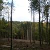 Hier mussten vor kurzem Fichten mit Dürreschäden und Borkenkäferbefall gefällt werden. Hier mussten vor kurzem Fichten mit Dürreschäden und Borkenkäferbefall gefällt werden.