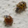 Zwei der asiatischen Harlekin-Marienkäfer auf einer Hauswand.
