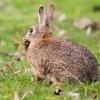 Wildkaninchen können Probleme machen, wenn sie sich zu stark vermehren. Ein Beispiel ist der Schützenweg in Bad Königshofen, wo sich im Laufe der Jahre auch durch Kreuzung mit entlaufenen „Stallhasen“ eine große Population entwickelt hat.