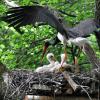 Ein Schwarzstorch fliegt zu seinem Horst in der Rhön, in dem drei hungrige Jungvögel warten.