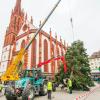Aus Veitshöchheim stammt in diesem Jahr die 17 Meter hohe Tanne, die seit Donnerstagmittag den Würzburger Marktplatz als Weihnachtsbaum schmückt. Aus Veitshöchheim stammt in diesem Jahr die 17 Meter hohe Tanne, die seit Donnerstagmittag den Würzburger Marktplatz als Weihnachtsbaum schmückt.