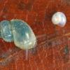 Jung- und Alttier der Rhön-Quellschnecke Jung- und Alttier der Rhön-Quellschnecke