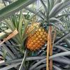 Eine reife Ananas Eine reife Ananas