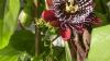 Eine Passiflora im Schloss Weikersheim. Eine Passiflora im Schloss Weikersheim.