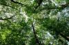 Wald im Hesselbacher Bergland: Die Fachleute sehen gleich, welche Schäden Hitze und Trockenheit verursachen. 