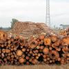 "Der Supergau im Stadtwald" – so titelte die Redaktion über den Borkenkäferbefall. Gelagert wurde das Käferholz auf einer Freifläche im Industriepark Maintal.