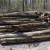 In diesem Jahr wird das Durchforstungs- und Kronenholz der Gemeinde Bergtheim nicht versteigert. Angebote der Holzwerber können im Rathaus abgegeben werden.