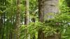 Im Naturschutzgebiet "Hoher Buchener Wald" im Ebracher Forst hat Frank Schröpfer diesen urwüchsigen Buchenstamm fotografiert. Im Naturschutzgebiet "Hoher Buchener Wald" im Ebracher Forst hat Frank Schröpfer diesen urwüchsigen Buchenstamm fotografiert.